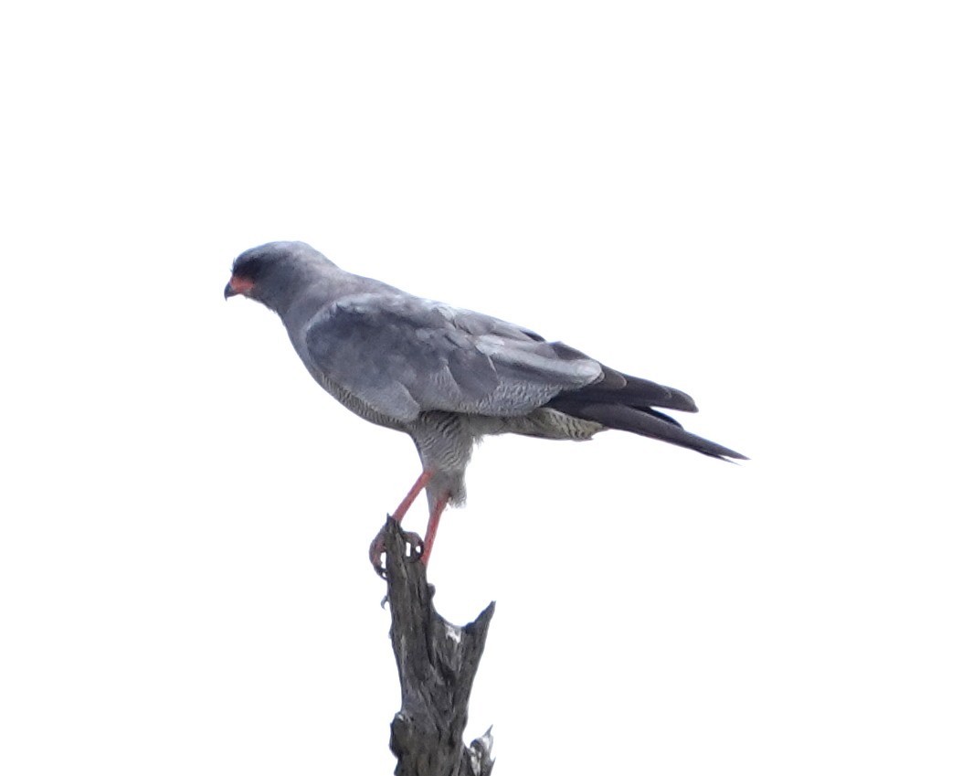 Тёмный певчий ястреб - ML646981338