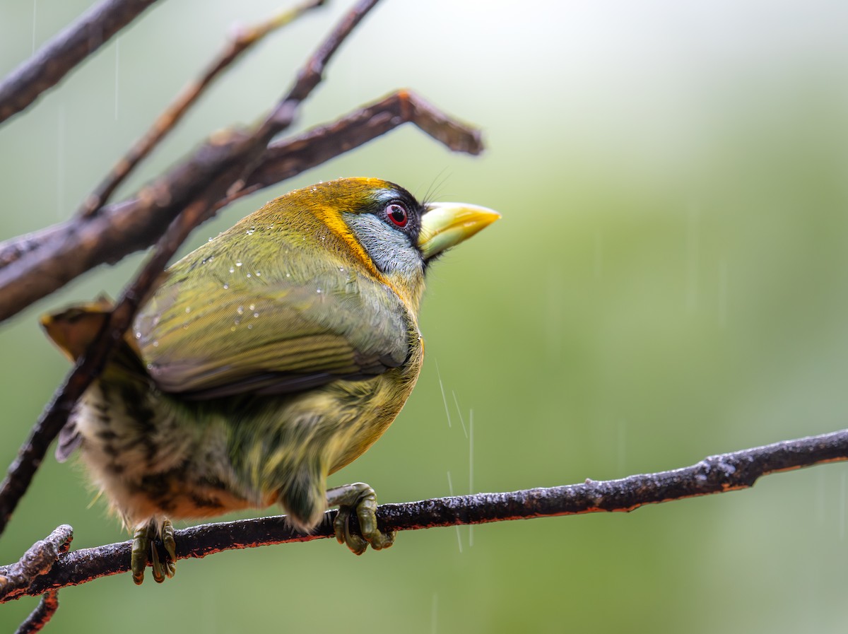 Red-headed Barbet - ML646981339