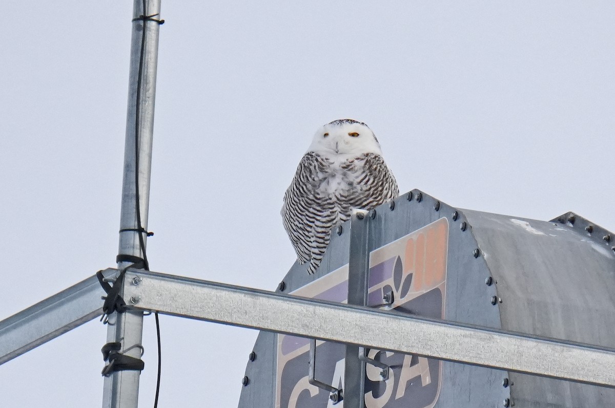 Snowy Owl - ML646981341