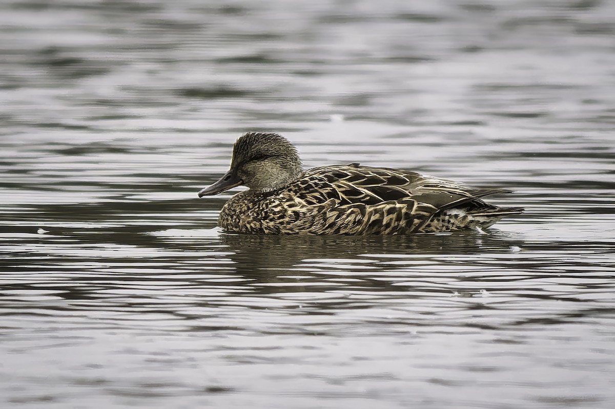 Gadwall - ML646981342