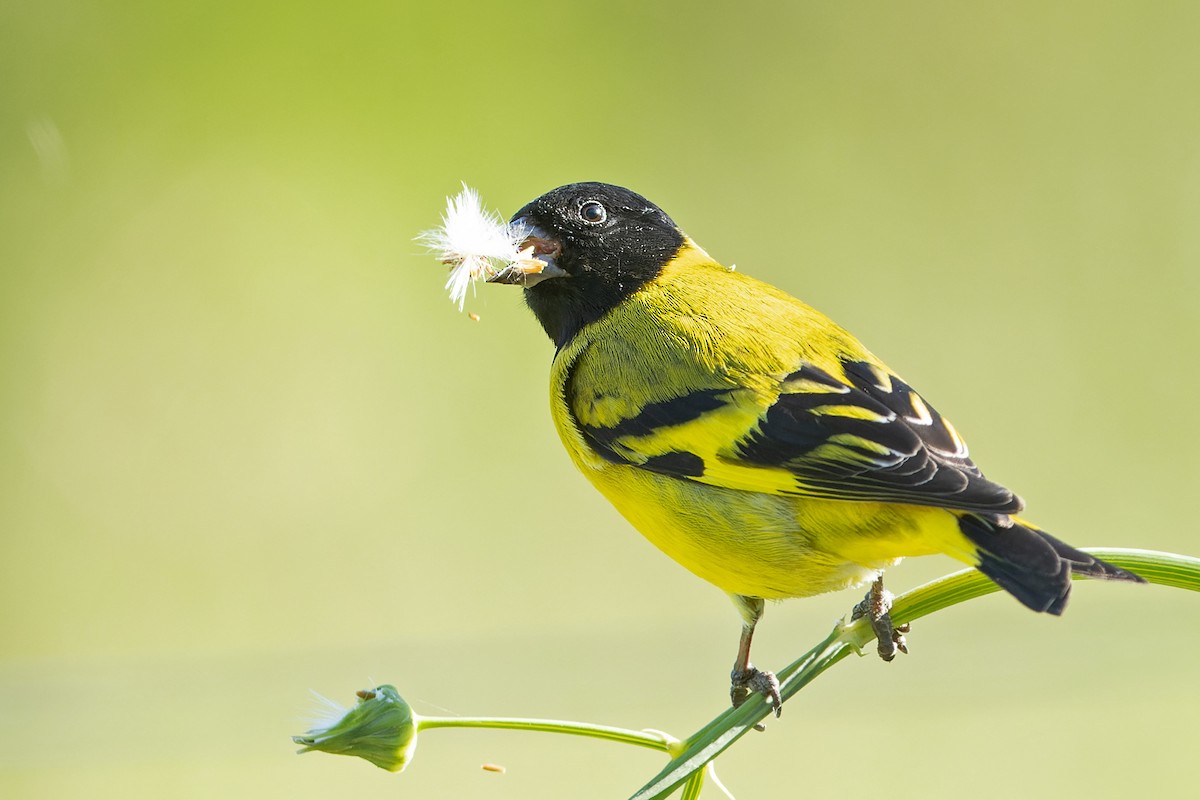 Магелланов чиж - ML646981344