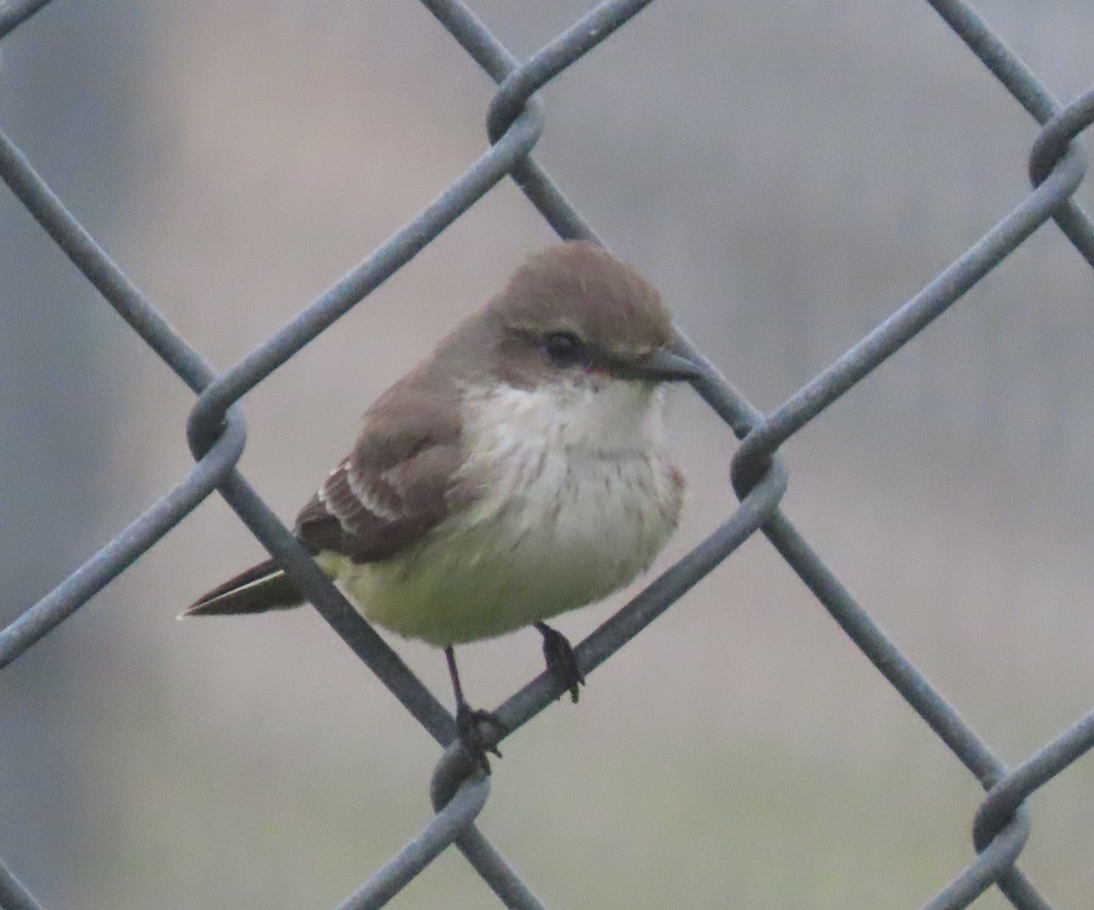 Vermilion Flycatcher - ML646981348