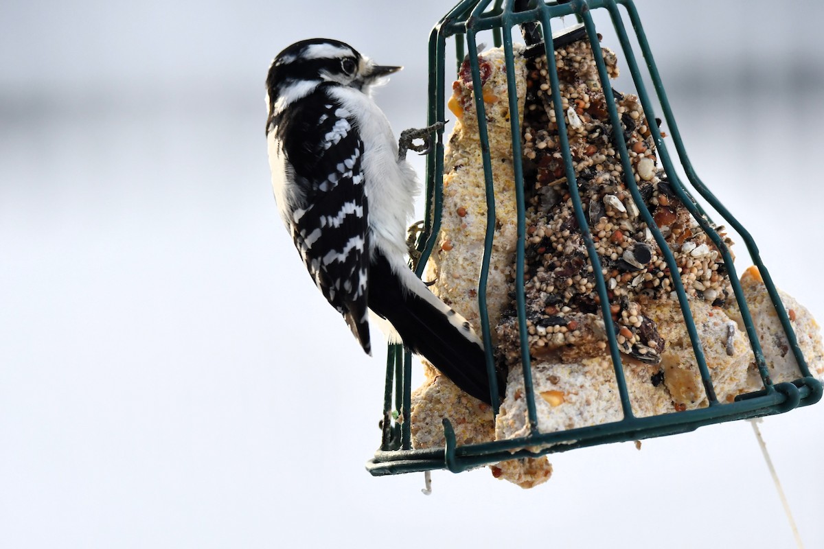 Пушистый дятел - ML646981349