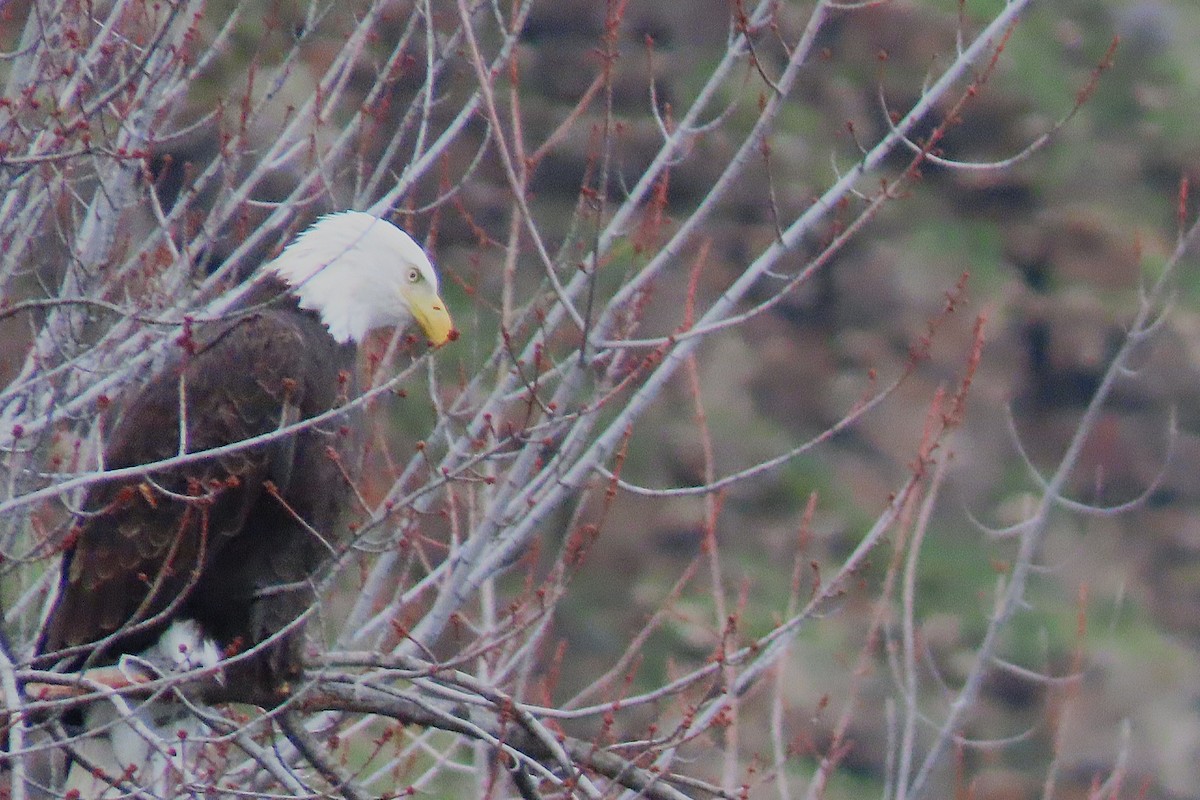 Bald Eagle - ML646981352