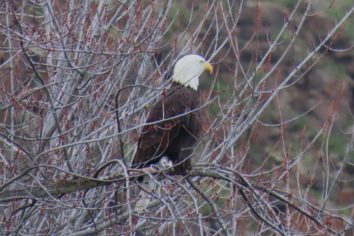 Bald Eagle - ML646981353