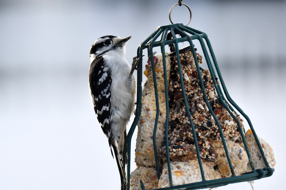 Пушистый дятел - ML646981355