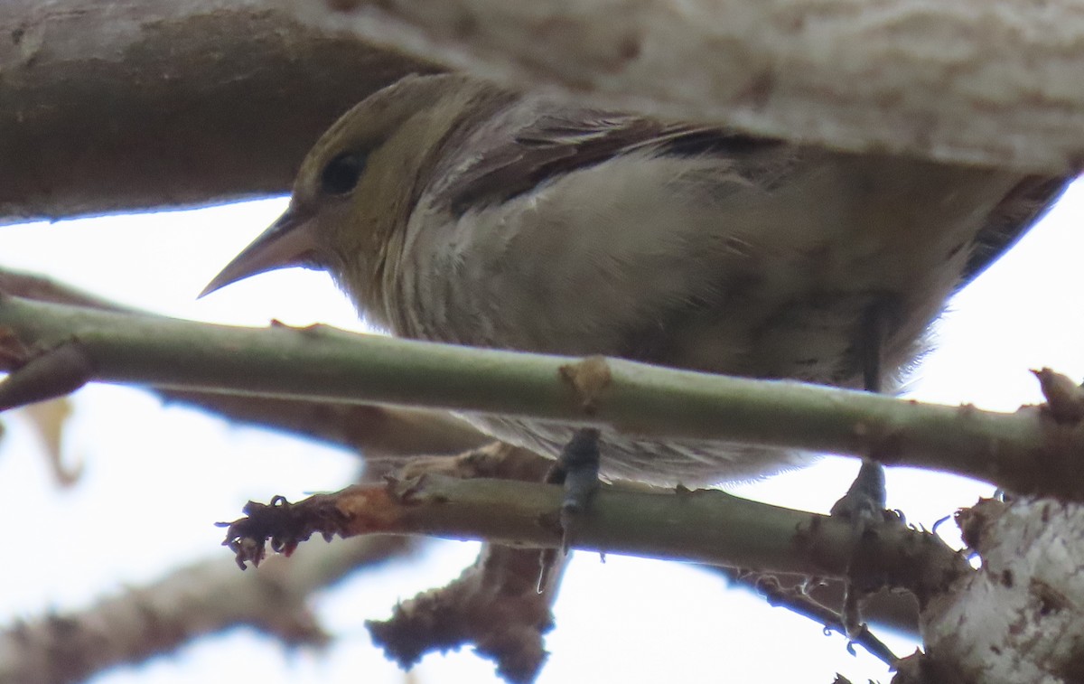 Bullock's Oriole - ML646981356