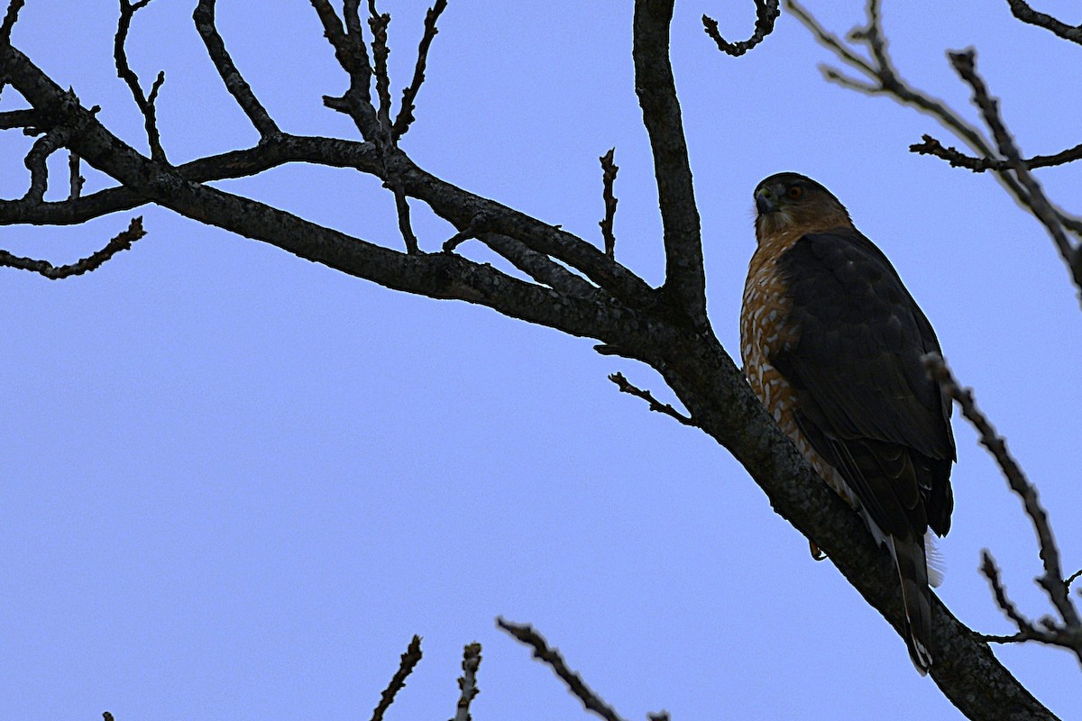 Cooper's Hawk - ML646981359