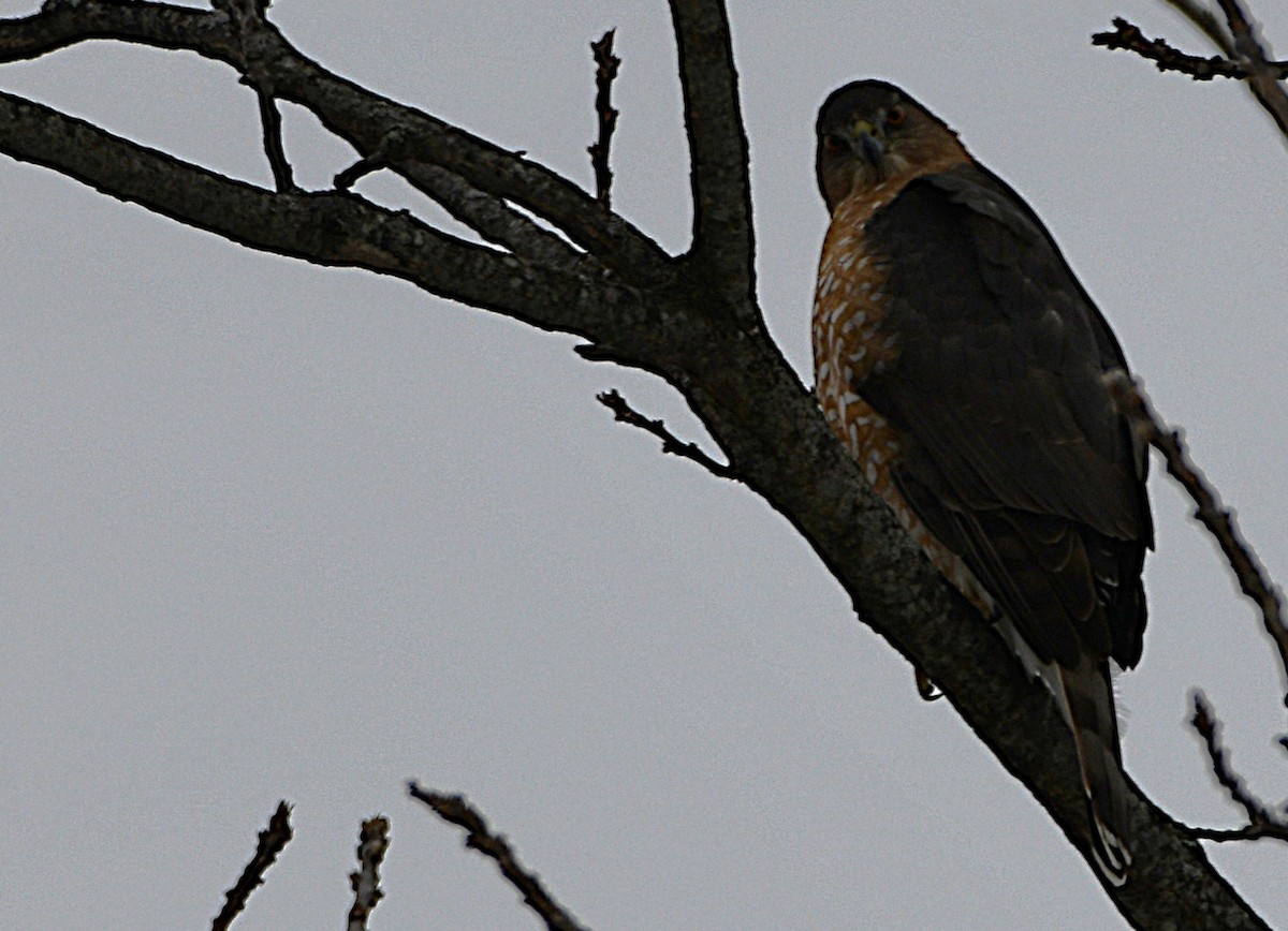 Cooper's Hawk - ML646981360