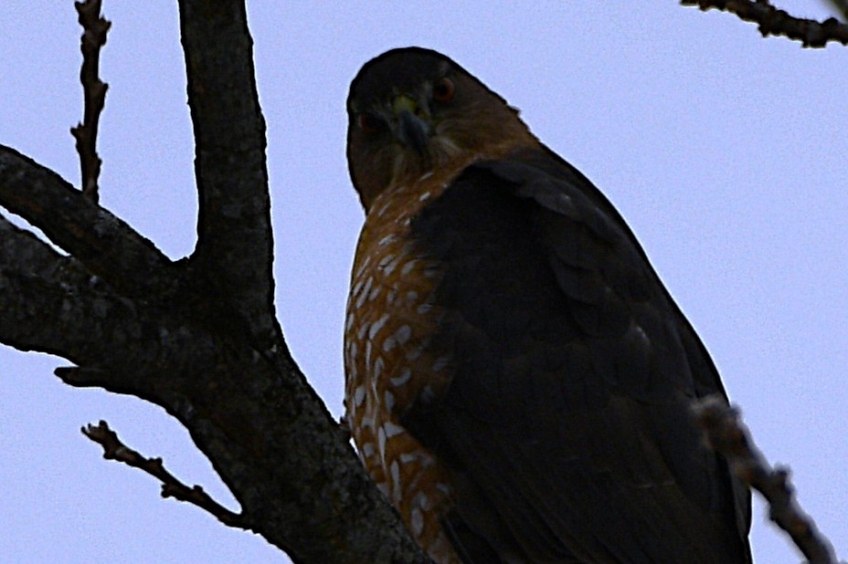 Cooper's Hawk - ML646981361