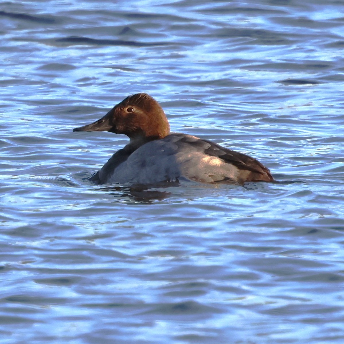 Fuligule à dos blanc - ML646981362