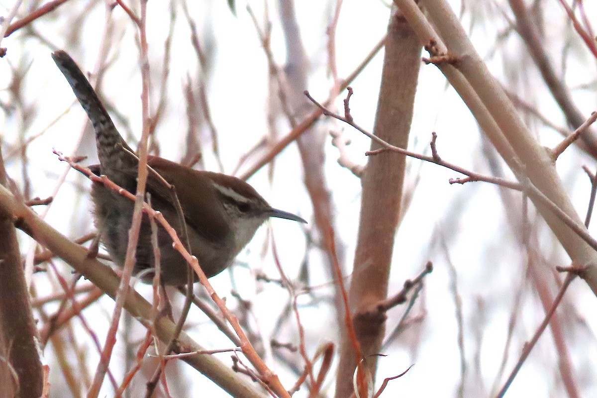 Bewick's Wren - ML646981391