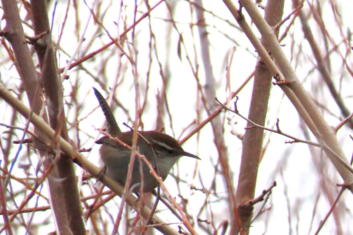 Bewick's Wren - ML646981392