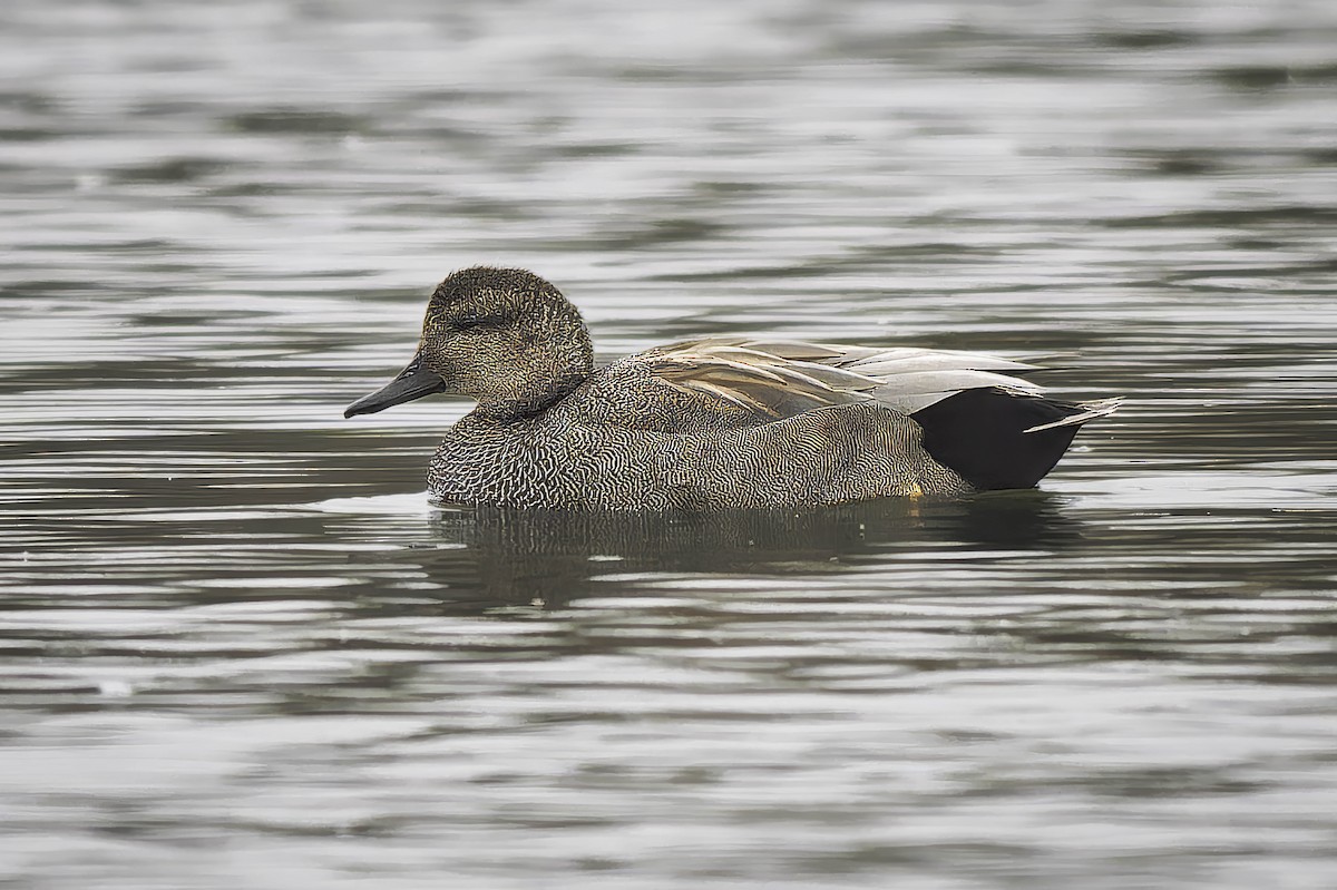 Gadwall - ML646981401