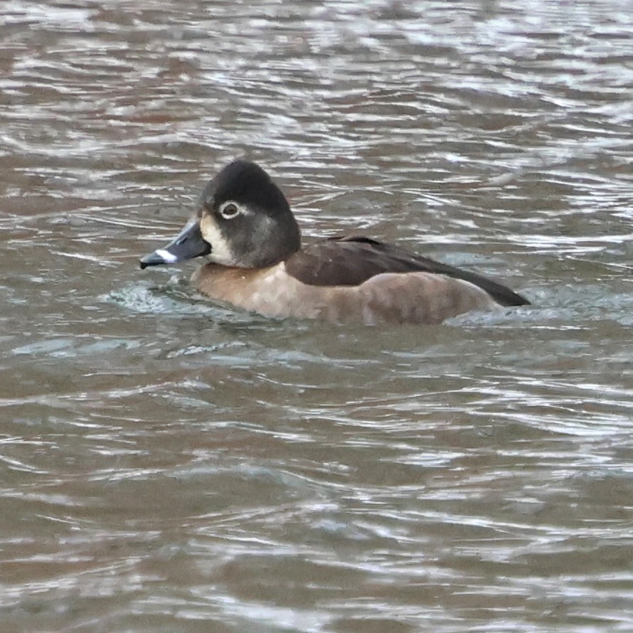Fuligule à collier - ML646981408