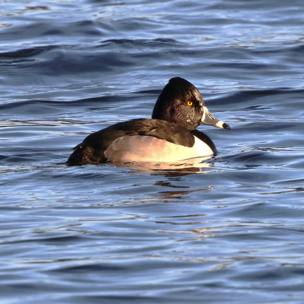 Fuligule à collier - ML646981409