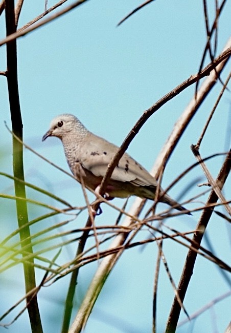 Serçe Kumrusu - ML646981411