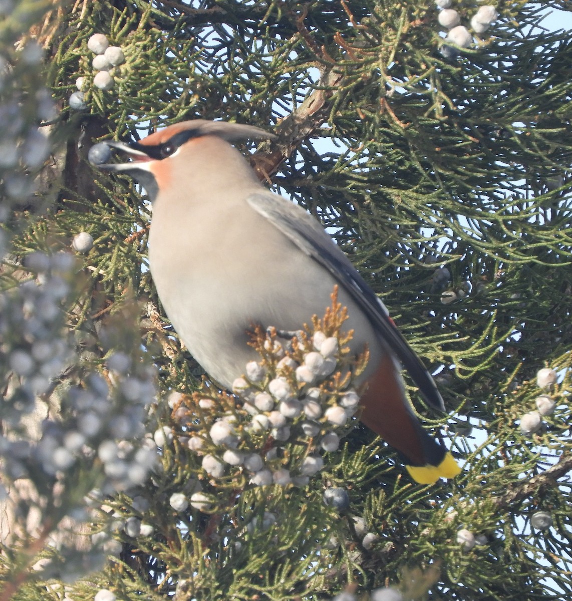 Buztanori boreala - ML646981412