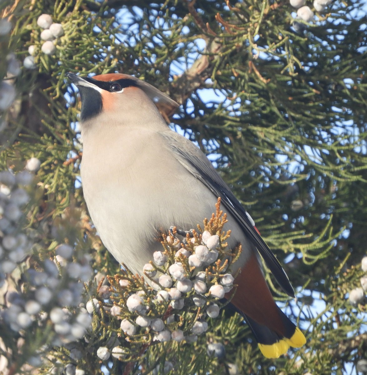 Buztanori boreala - ML646981413