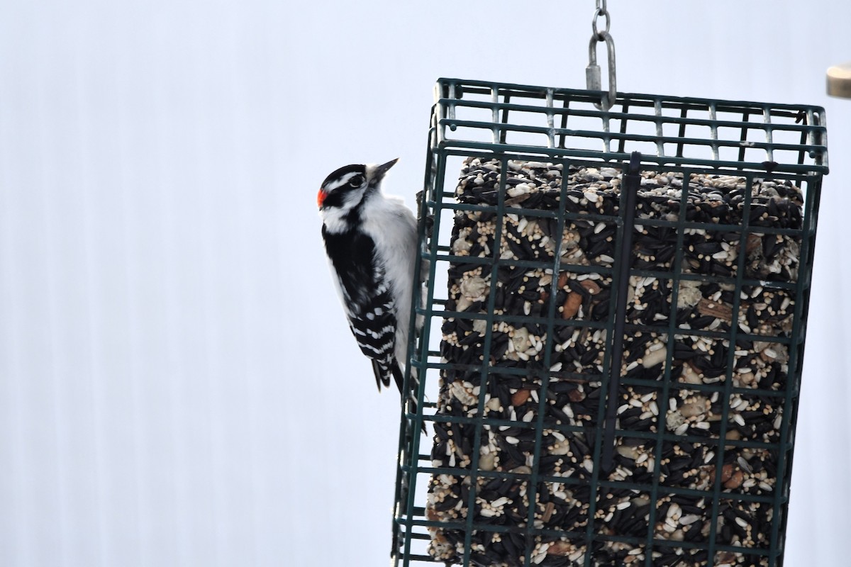 Пушистый дятел - ML646981423