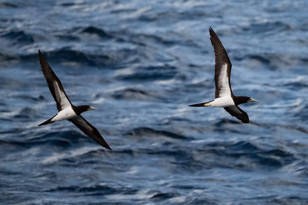 Fou brun - ML646981430