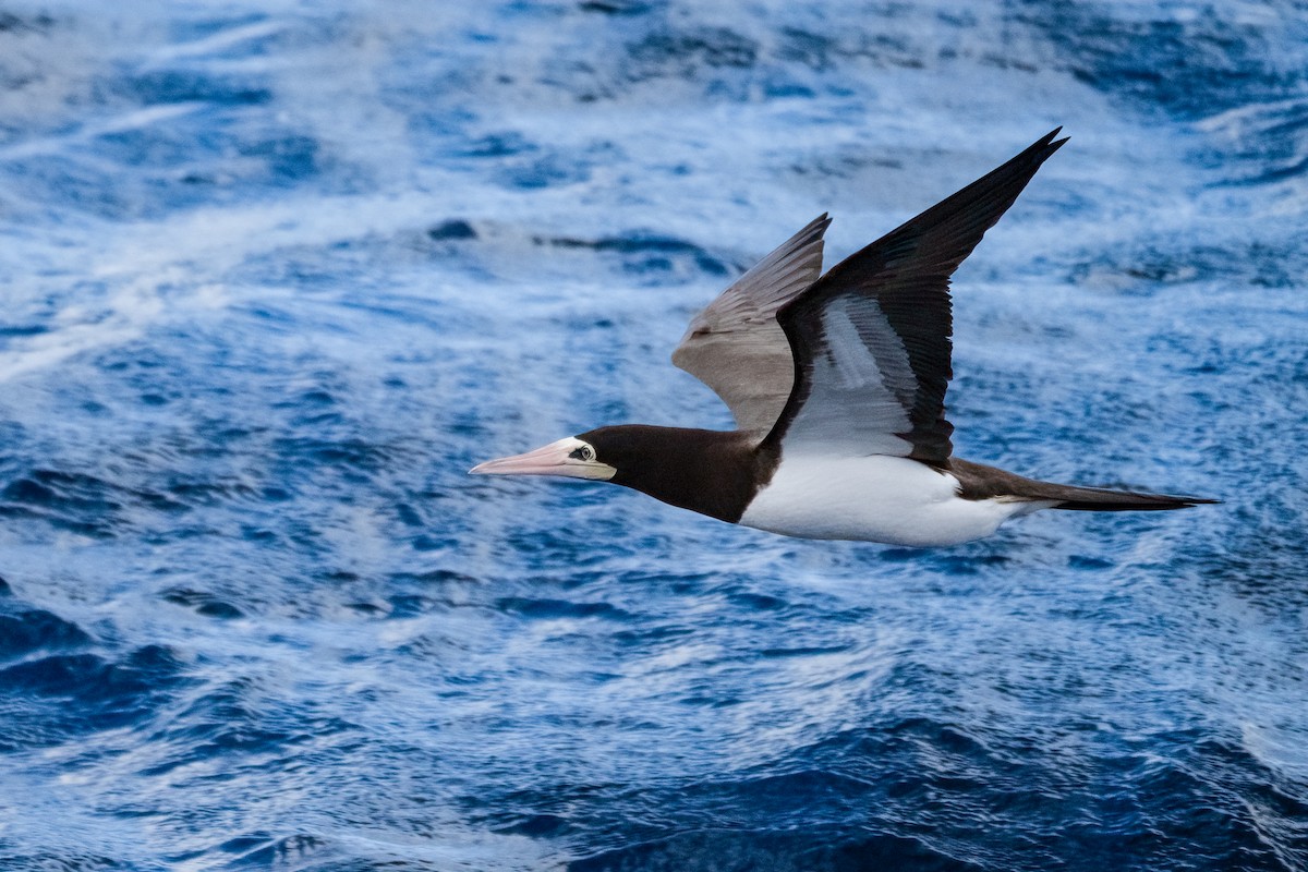 Fou brun - ML646981431