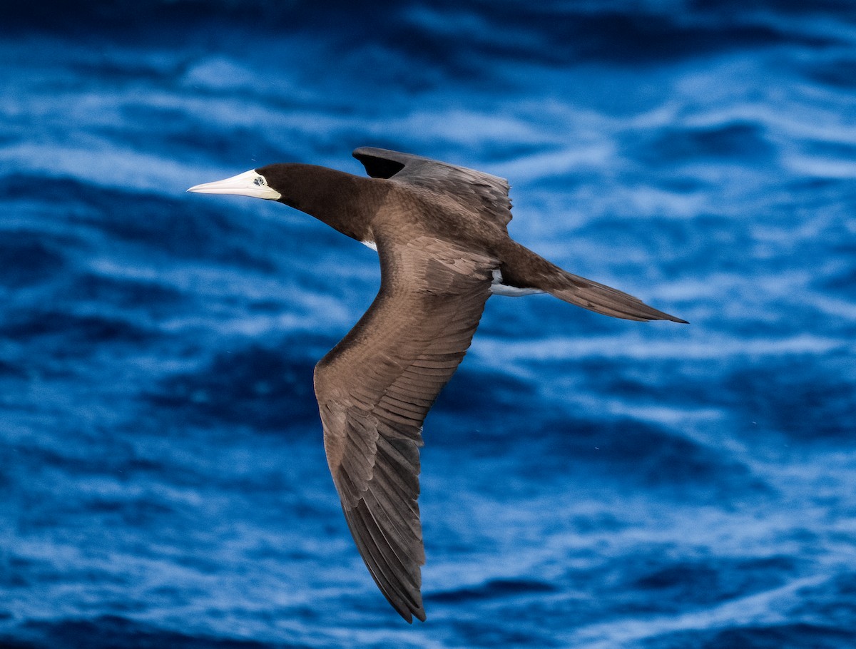 Fou brun - ML646981432