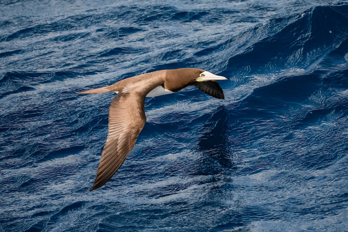 Fou brun - ML646981433