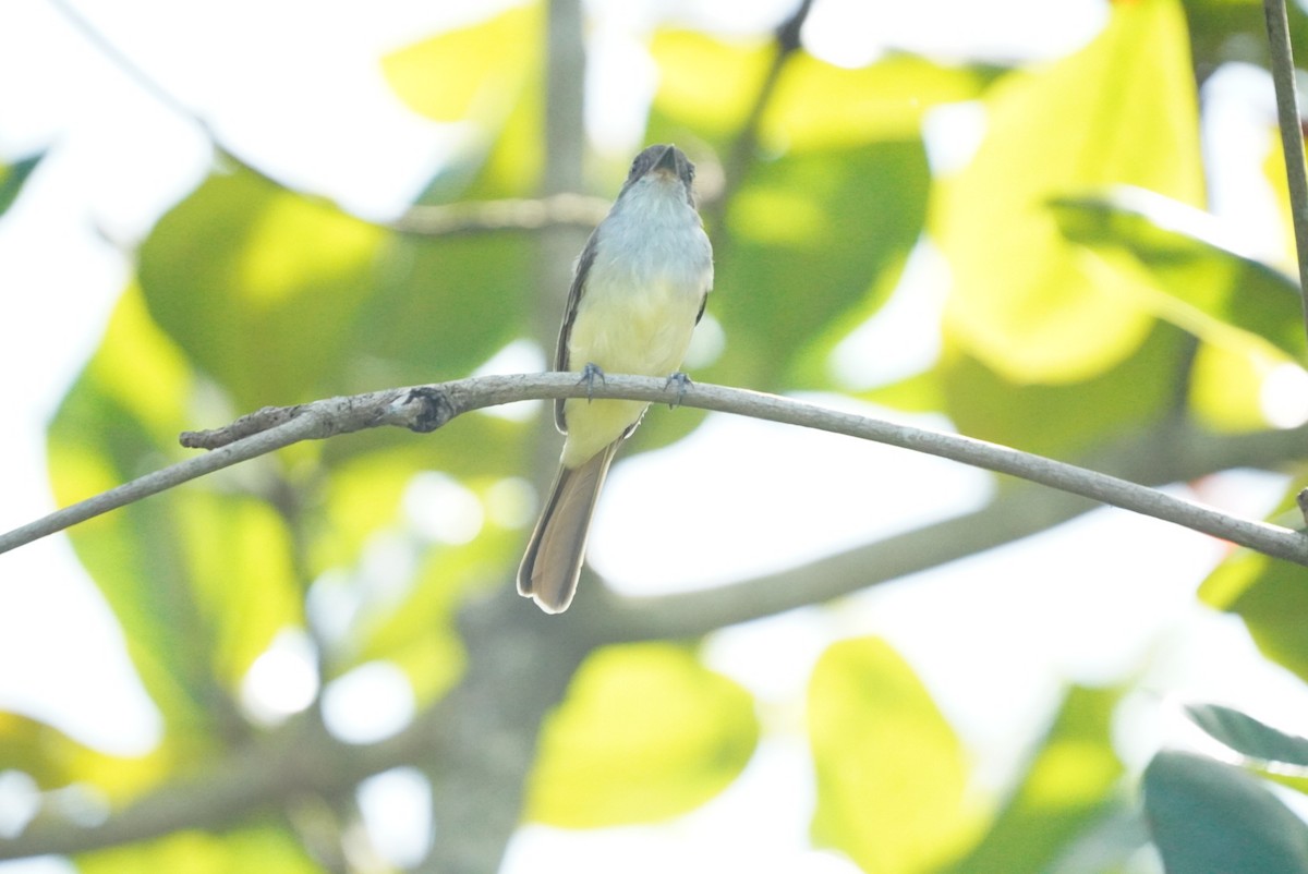 Copetón de Granada - ML646981434