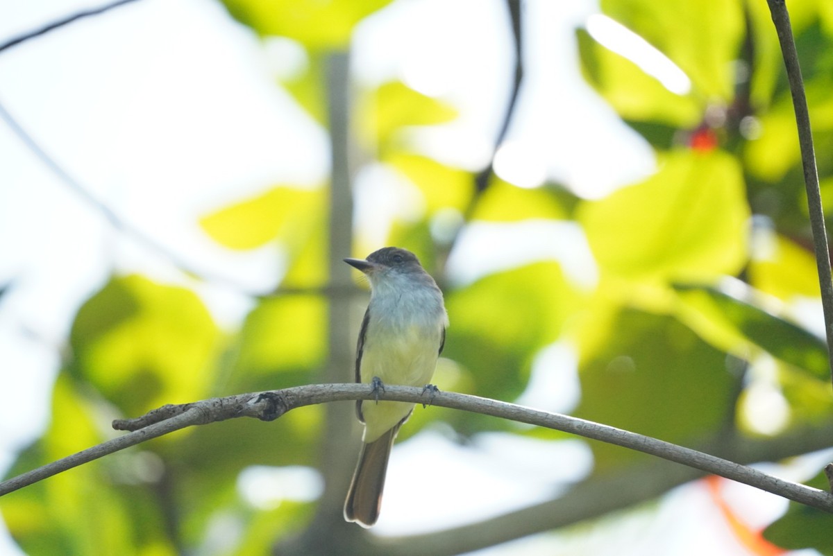 Copetón de Granada - ML646981435