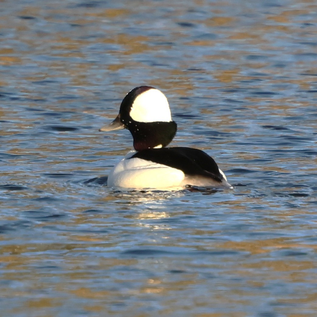 Petit Garrot - ML646981438