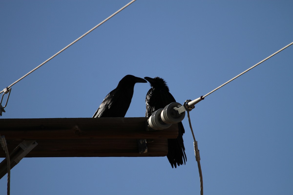 krkavec mexický - ML646981447