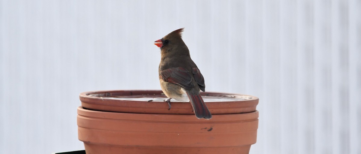 Красный кардинал - ML646981449