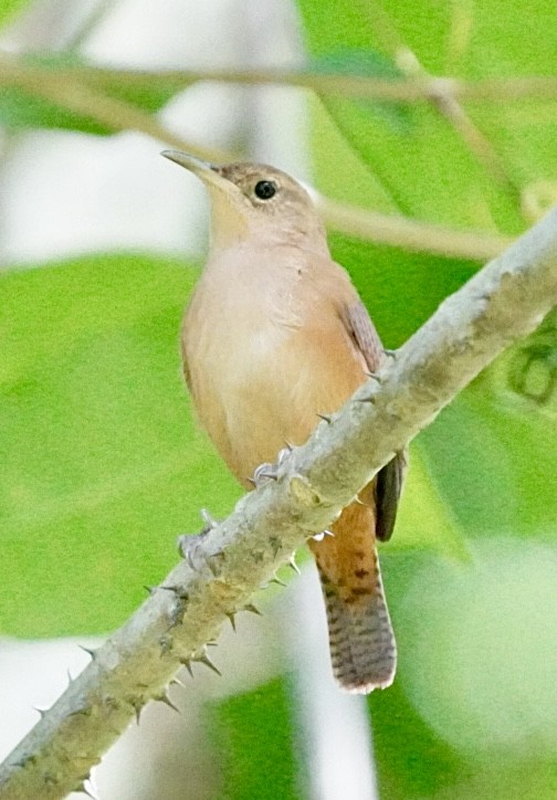 Chochín Criollo de las Granadinas - ML646981450
