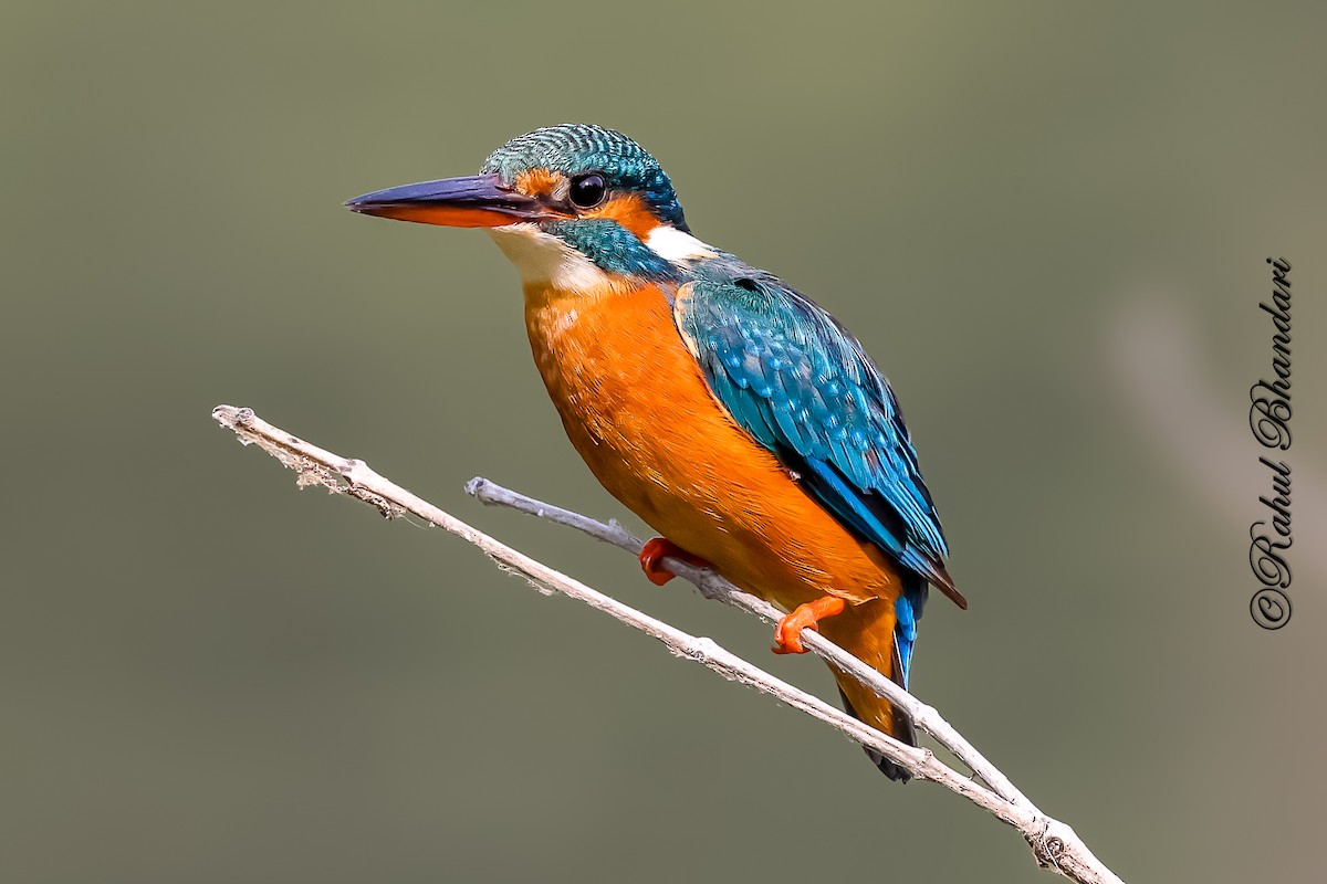 Eisvogel - ML646981456