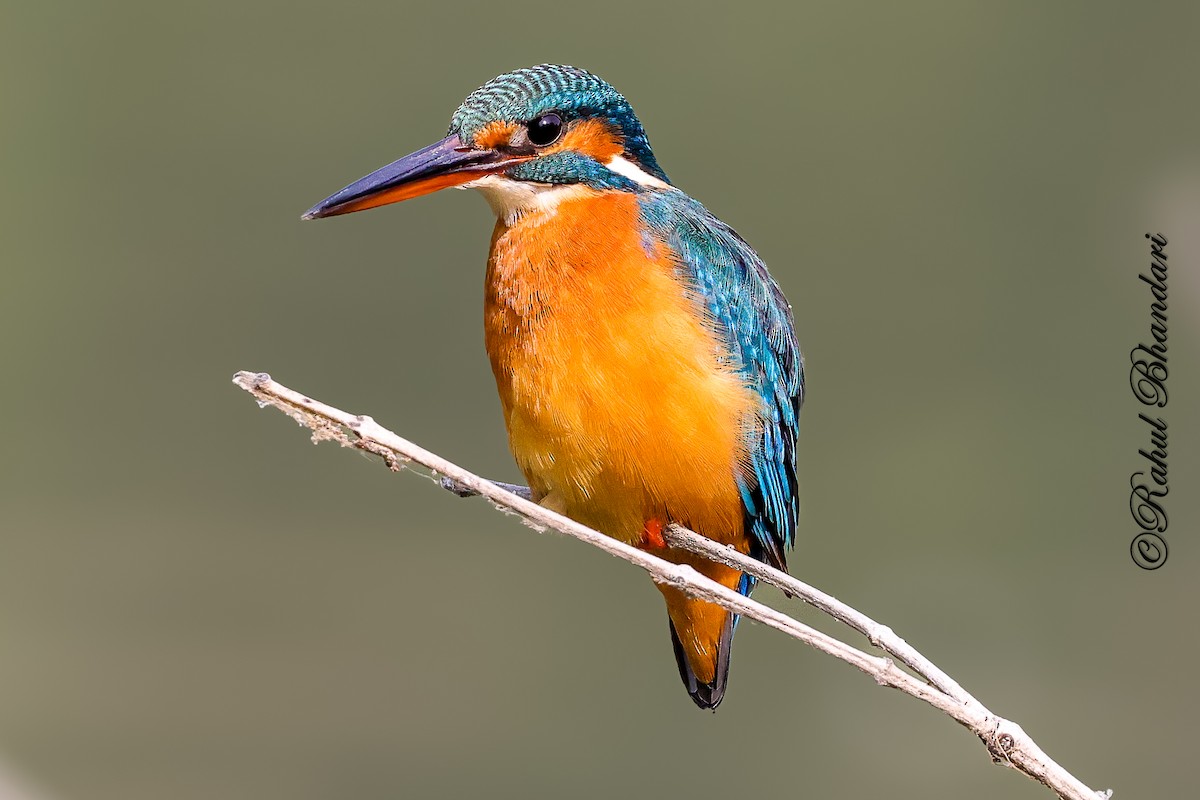 Eisvogel - ML646981460