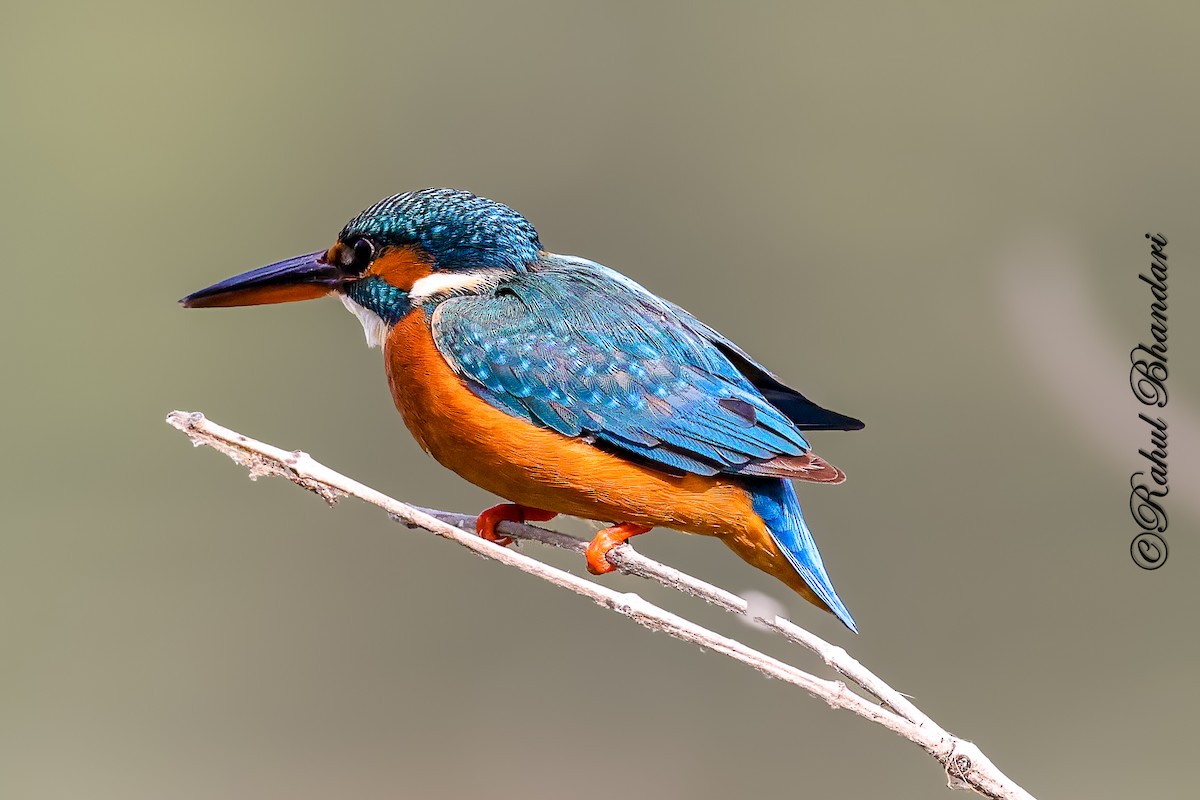 Eisvogel - ML646981461