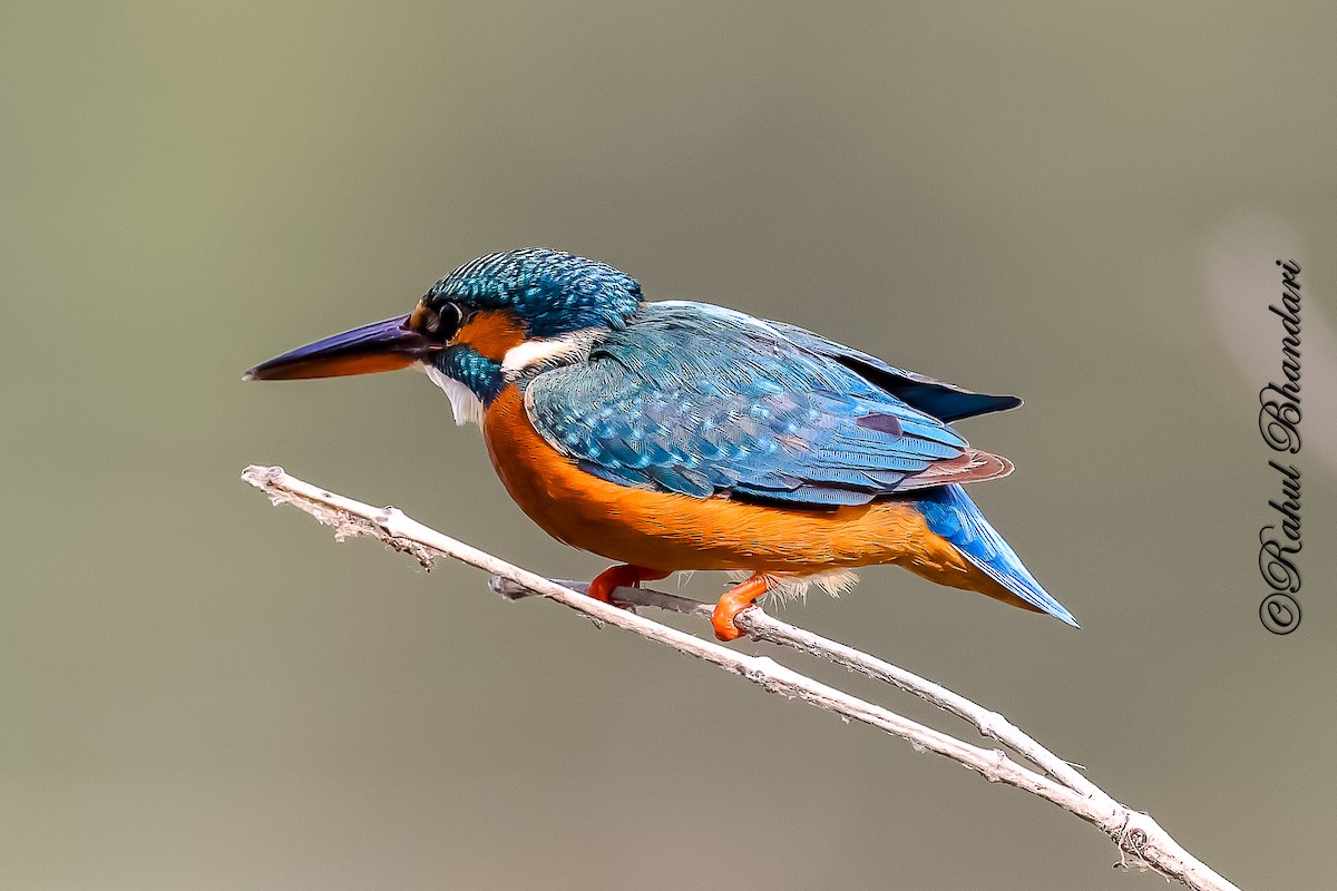 Eisvogel - ML646981464