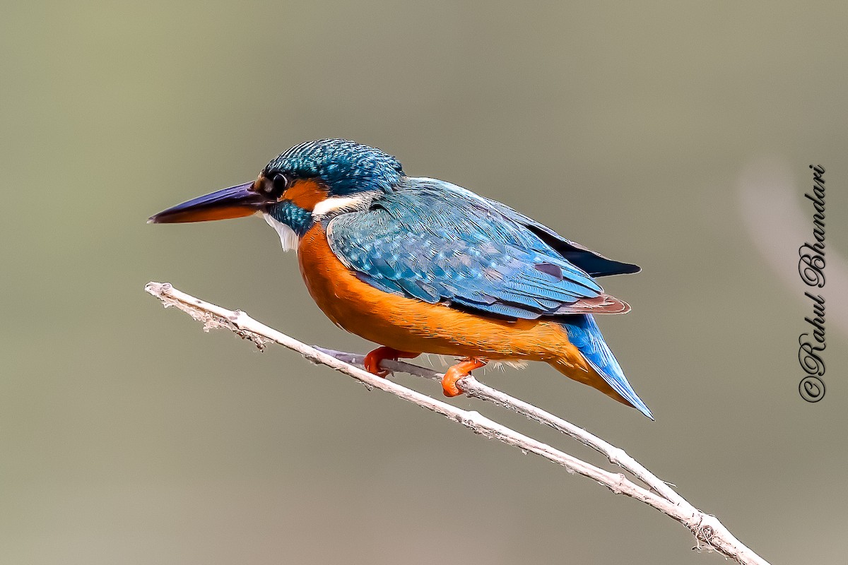 Eisvogel - ML646981465