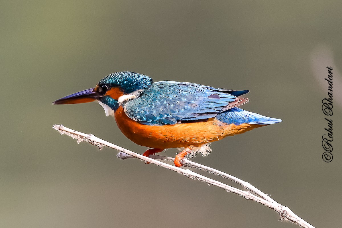 Eisvogel - ML646981466