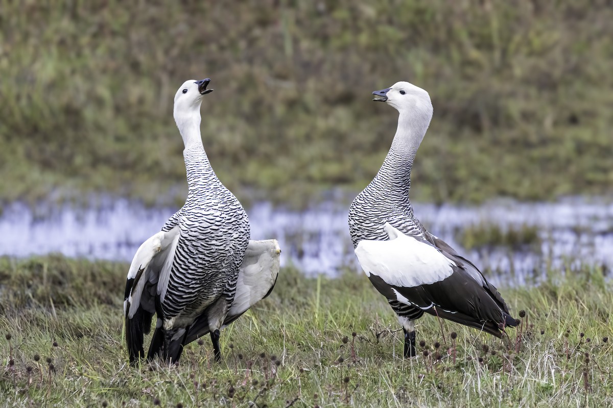 Magallaesko antzara - ML646981467