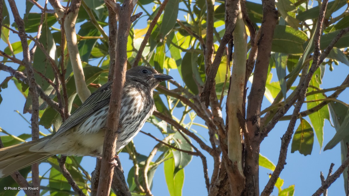 Australasian Figbird - ML646981468