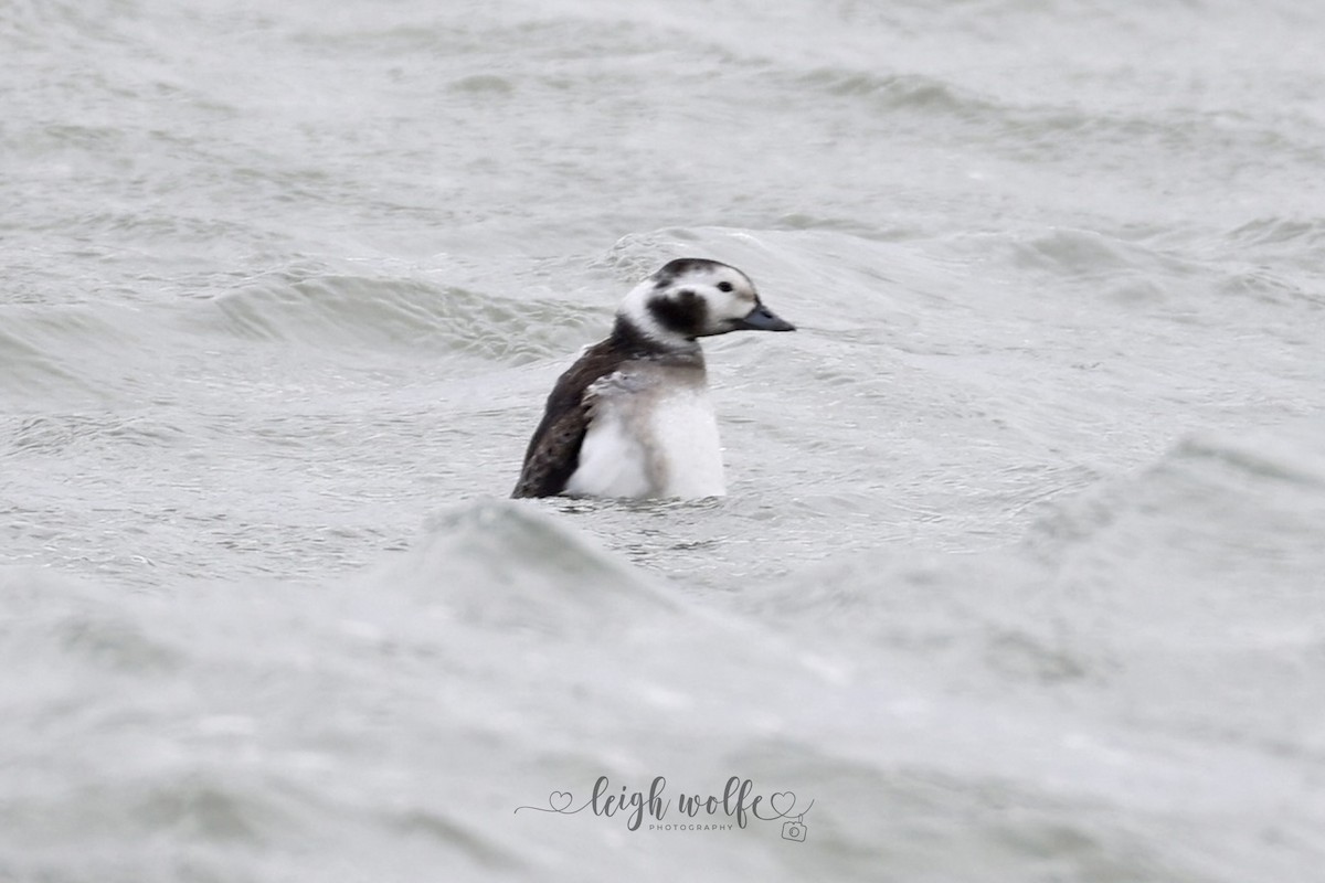 Long-tailed Duck - ML646981470