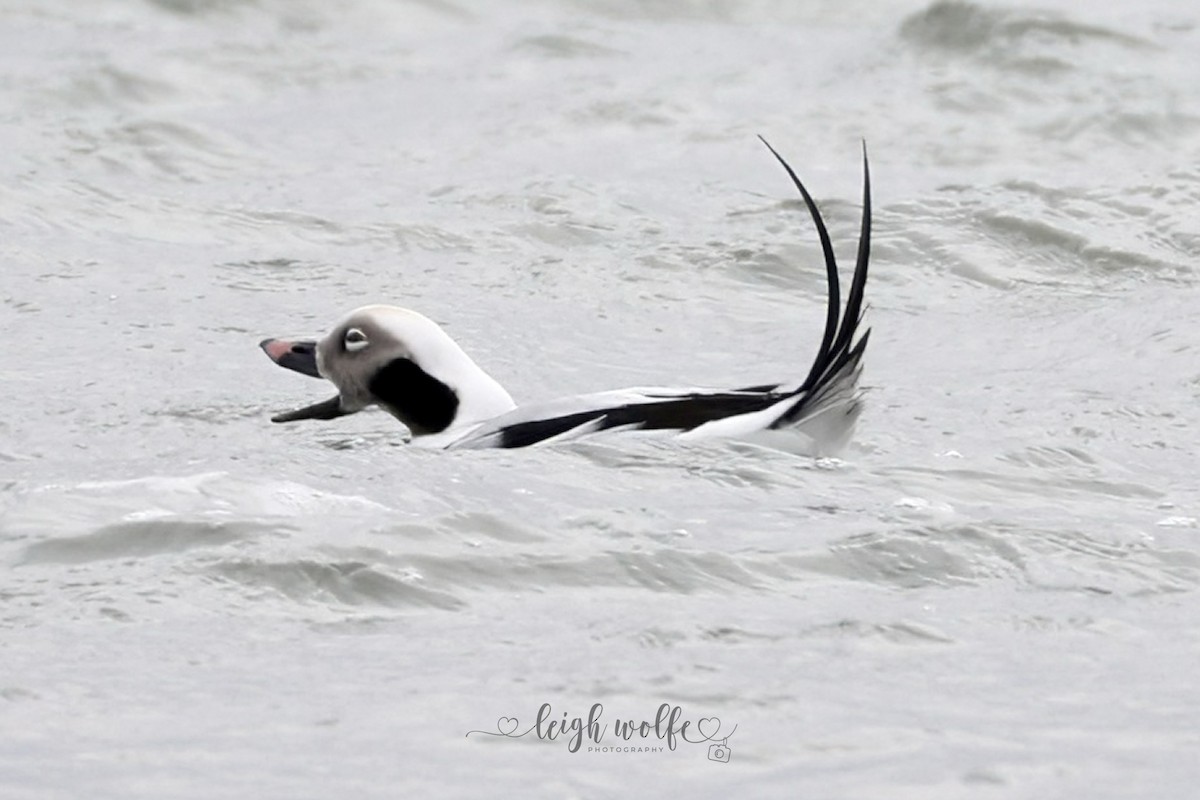 Long-tailed Duck - ML646981471