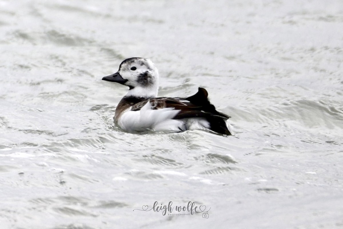 Long-tailed Duck - ML646981472
