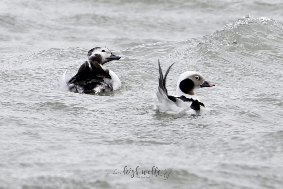 Long-tailed Duck - ML646981473