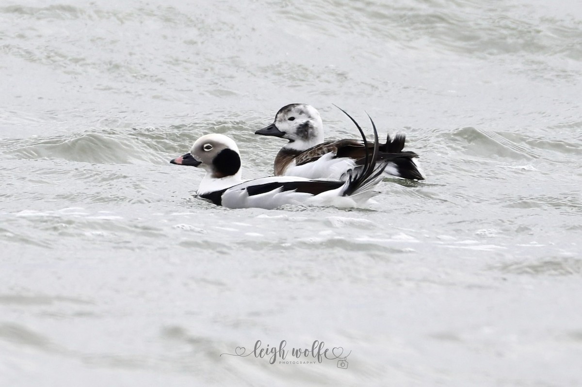 Long-tailed Duck - ML646981474