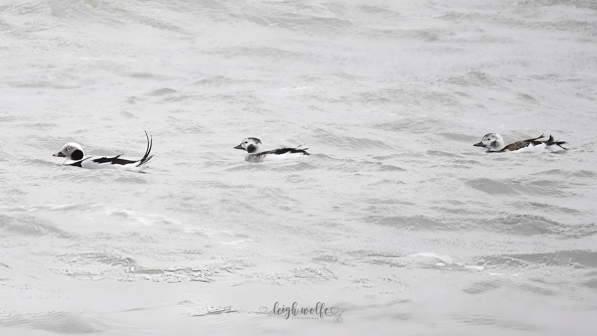 Long-tailed Duck - ML646981475