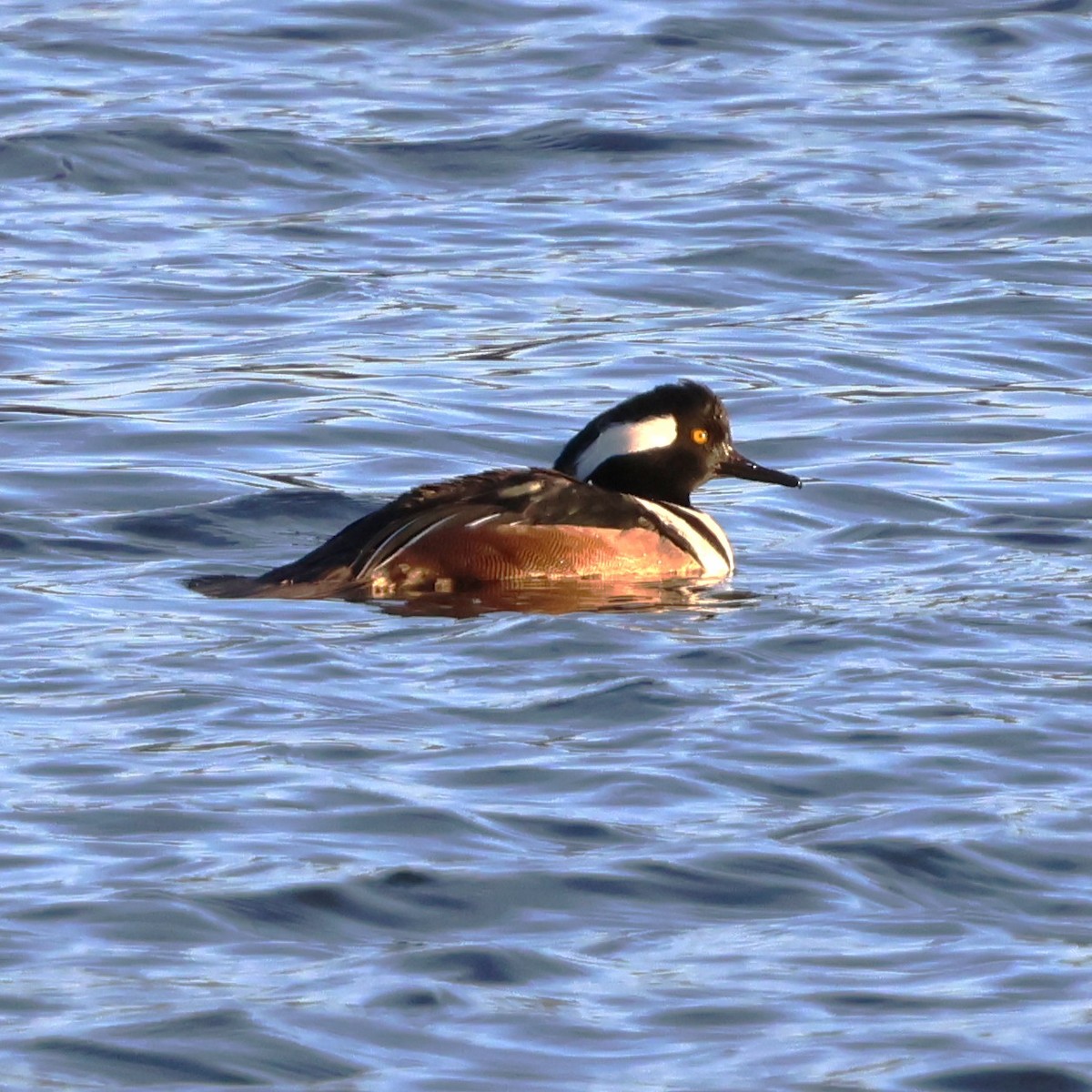 Harle couronné - ML646981481