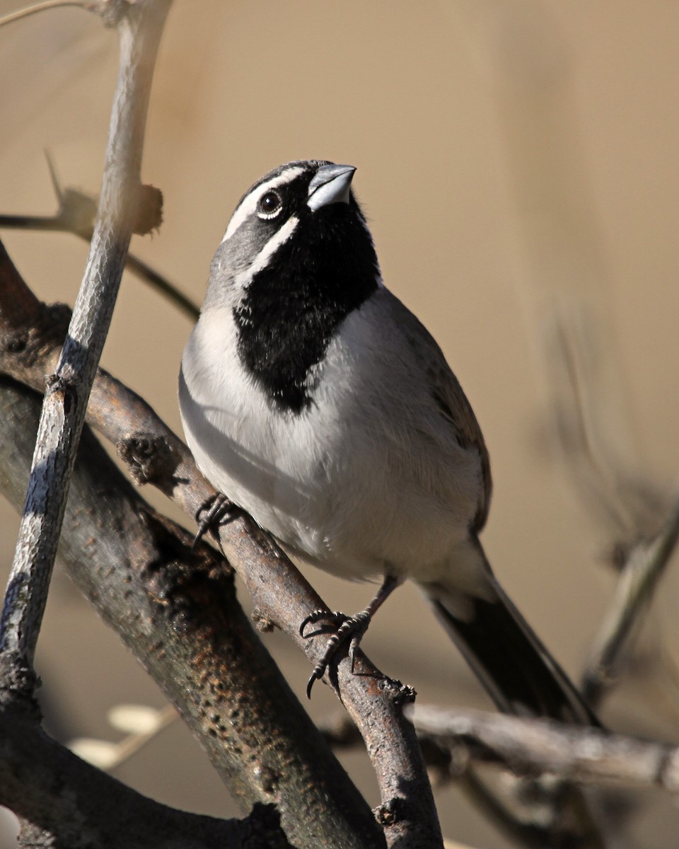 Black-throated Sparrow - ML646981482